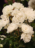 Rosa 'Diamond' syn. Rosa 'Korgazell' (Patio rose)