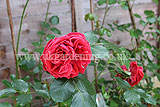 Rosa 'Sweet Chariot' (Rose)