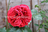 Rosa 'Sweet Chariot' (Rose)