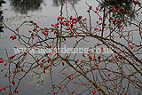 Rosehips over water