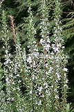 Rosmarinus officinalis (Rosemary)
