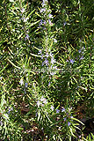 Rosmarinus officinalis (Rosemary)