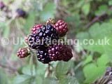 Rubus (Blackberry, Bramble)