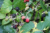 Rubus (Blackberry, Bramble)