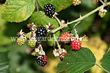 Rubus (Blackberry, Bramble)