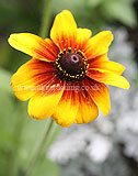 Rudbeckia hitra 'Rustic Dwarf'