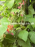 Phaseolus vulgaris (Runner bean)