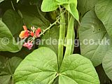 Phaseolus vulgaris (Runner bean)