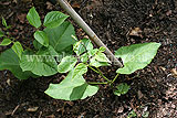 Phaseolus vulgaris (Runner bean)