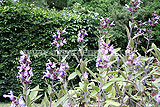 Salvia officinalis 'Purpurascens' (Purple sage)