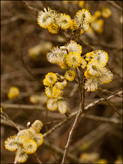 Salix caprea Goat willow, pussy willow, great sallow (male catkins)