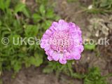 Scabiosa (Scabious, Pincushion flower)