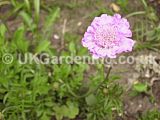 Scabiosa (Scabious, Pincushion flower)