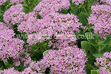 Sedum spectabile syn. Hylotelephium spectabile (ice plant, stonecrop)