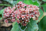 Sedum spectabile syn. Hylotelephium spectabile (ice plant, stonecrop)