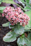 Sedum spectabile syn. Hylotelephium spectabile (ice plant, stonecrop)