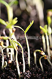 Seedling (Tomato)