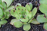 Sempervivum (Houseleek)