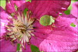 Hawthorn shield/stink bug (Acanthosoma haemorrhoidale) on clematis