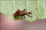 Hawthorn shield/stink bug (Acanthosoma haemorrhoidale)
