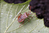Hawthorn shield/stink bug (Acanthosoma haemorrhoidale)