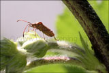 Hawthorn shield bug (Acanthosoma haemorrhoidale)