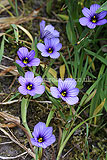 Sisyrinchium bellum (Blue-eyed grass)