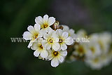 Sisyrinchium striatum (Satin flower, Mexican satin flower, pale yellow-eyed grass)