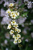 Sisyrinchium striatum (Satin flower, Mexican satin flower, pale yellow-eyed grass)