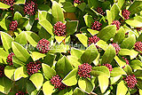 Skimmia japonica 'Rubella'