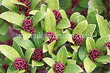 Skimmia japonica 'Rubella'