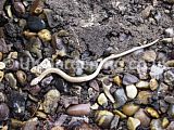 Slowworm (Anguis fragilis)