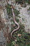 Slowworm (Anguis fragilis)