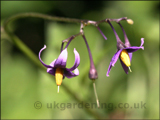 Solanum dulcamara (Woody nightshade)