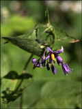 Solanum dulcamara (Woody nightshade)