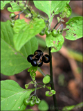 Solanum nigrum (Black nightshade)