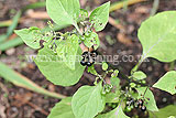 Solanum nigrum (Black nightshade)