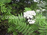 Sorbus aucuparia (Mountain ash, Rowan)