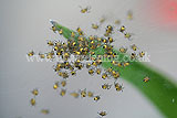 Juvenile european garden spiders (Araneus diadematus)