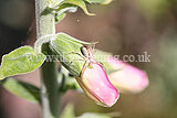 Crab spider (Misumena vatia) on foxglove