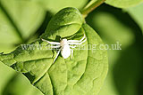 Crab spider (Misumena vatia - female)