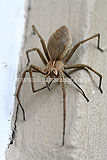 Nursery web spider (Pisaura mirabilis)