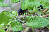 Nursery web spider (Pisaura mirabilis)