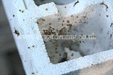 Juvenile european garden spiders (Araneus diadematus)