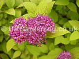 Spiraea japonica 'Gold Flame'