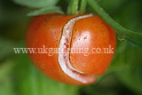 Split tomato due to infrequent watering