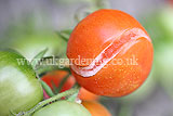 Split tomato due to infrequent watering