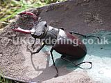 Stag beetle (Adult)