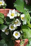 Strawberry flowers