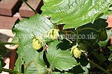 Strawberry - ripening fruit